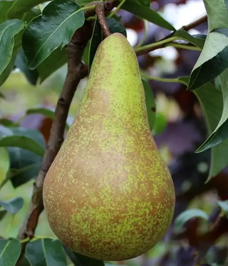 Birnenbaum  (Pyrus communis) CONCORDE - Tutifruti, s.r.o.