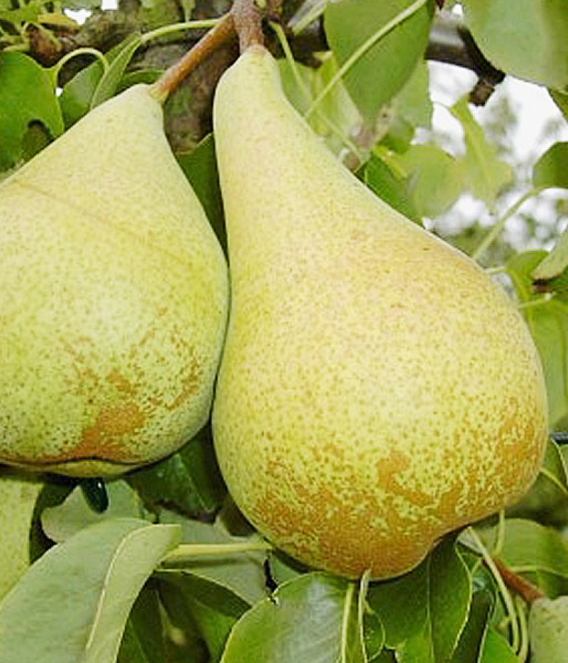 Hruška stĺpová (Pyrus communis) CONDO - Tutifruti SK