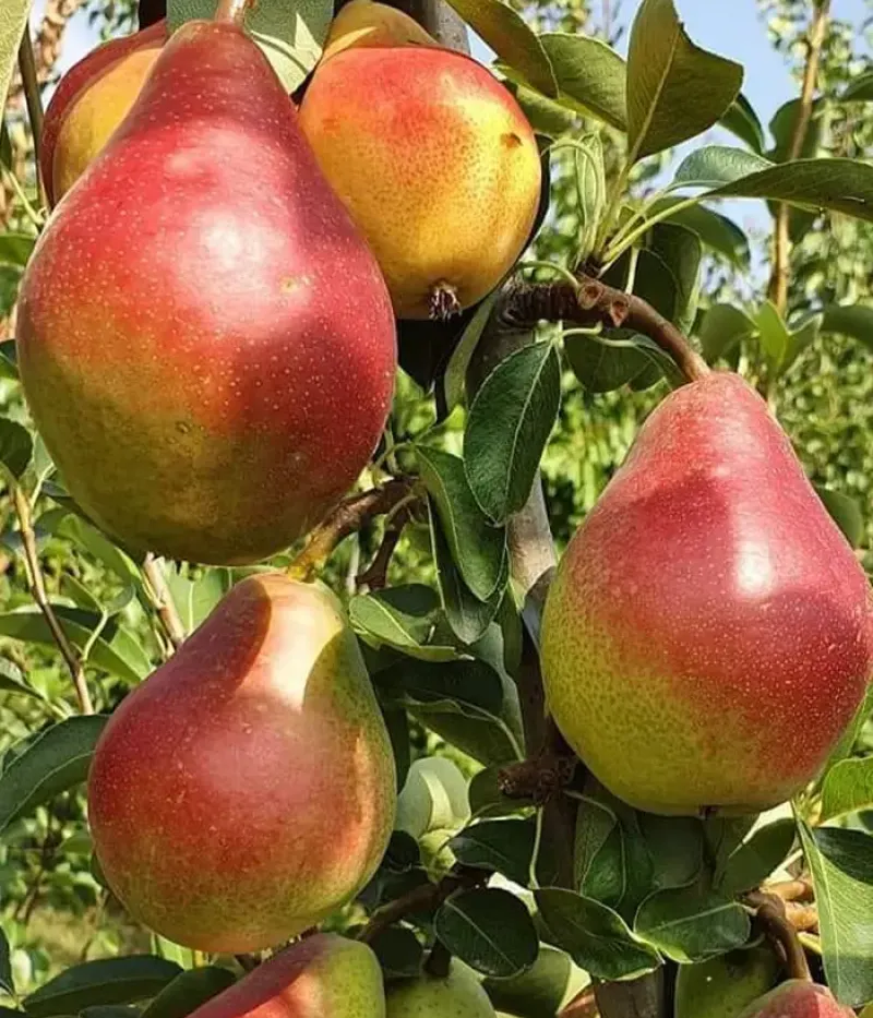 Birnenbaum  (Pyrus communis) DACIANA - Tutifruti, s.r.o.