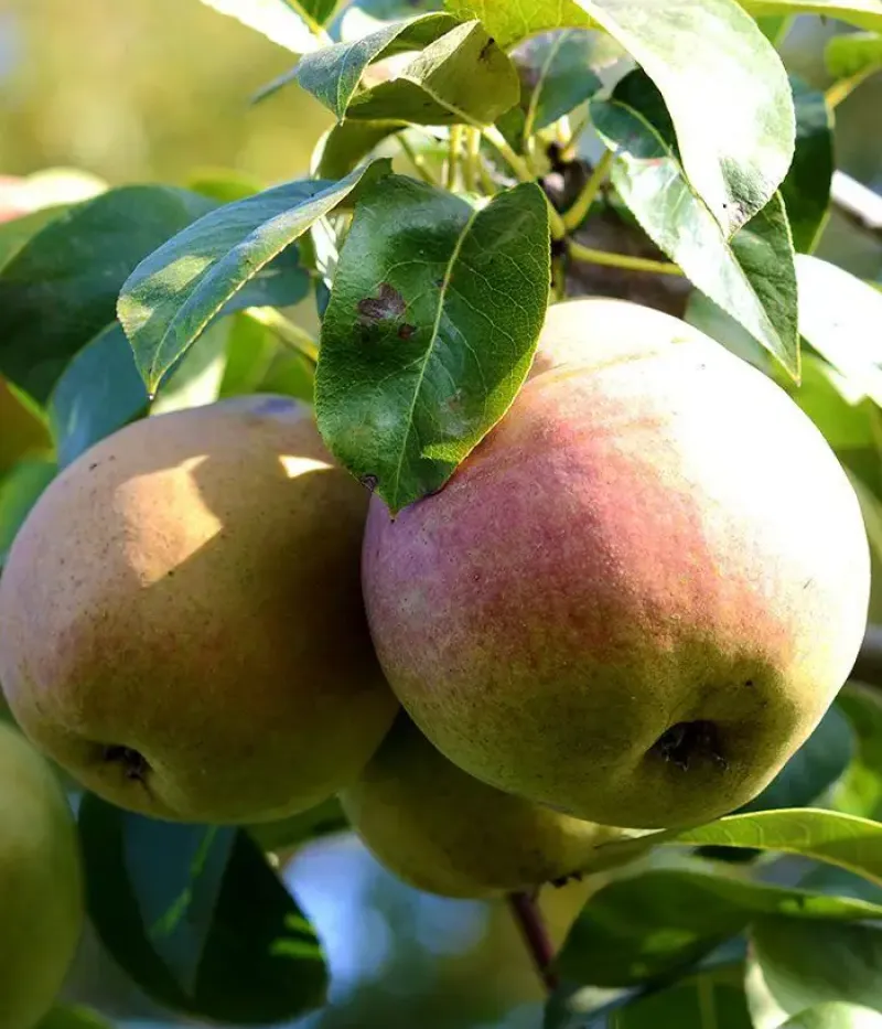 Birnenbaum  (Pyrus communis) EURAS - Tutifruti, s.r.o.