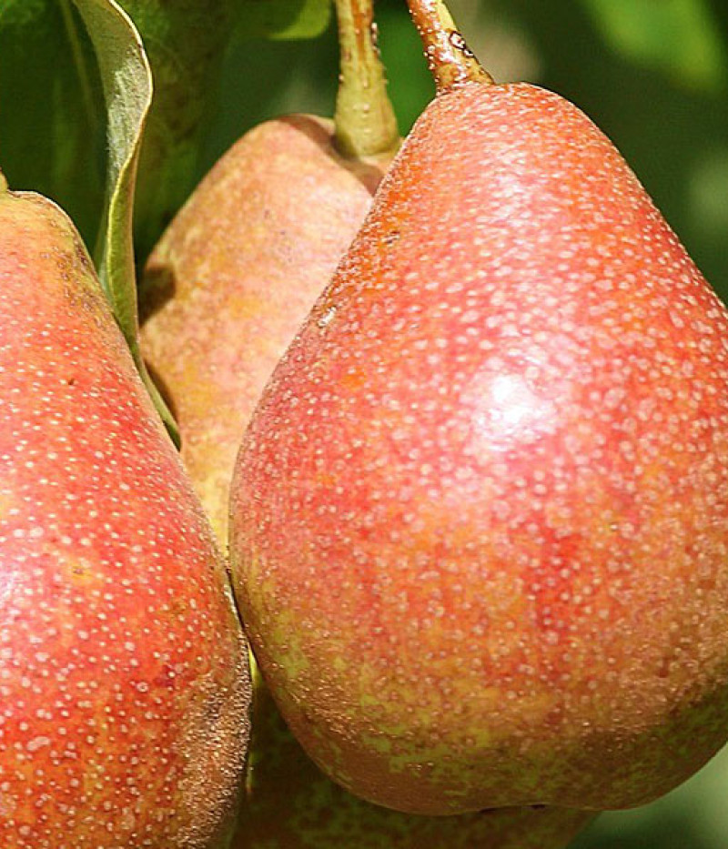 BIO Hruška stĺpová AROMA SPUR GELB-ROT - Tutifruti SK