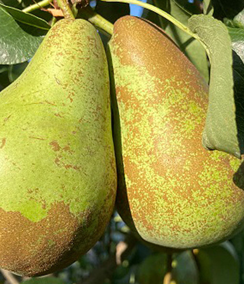 Bio Birnenbaum AROMA SPUR GRUN-BRAUN - Tutifruti SK