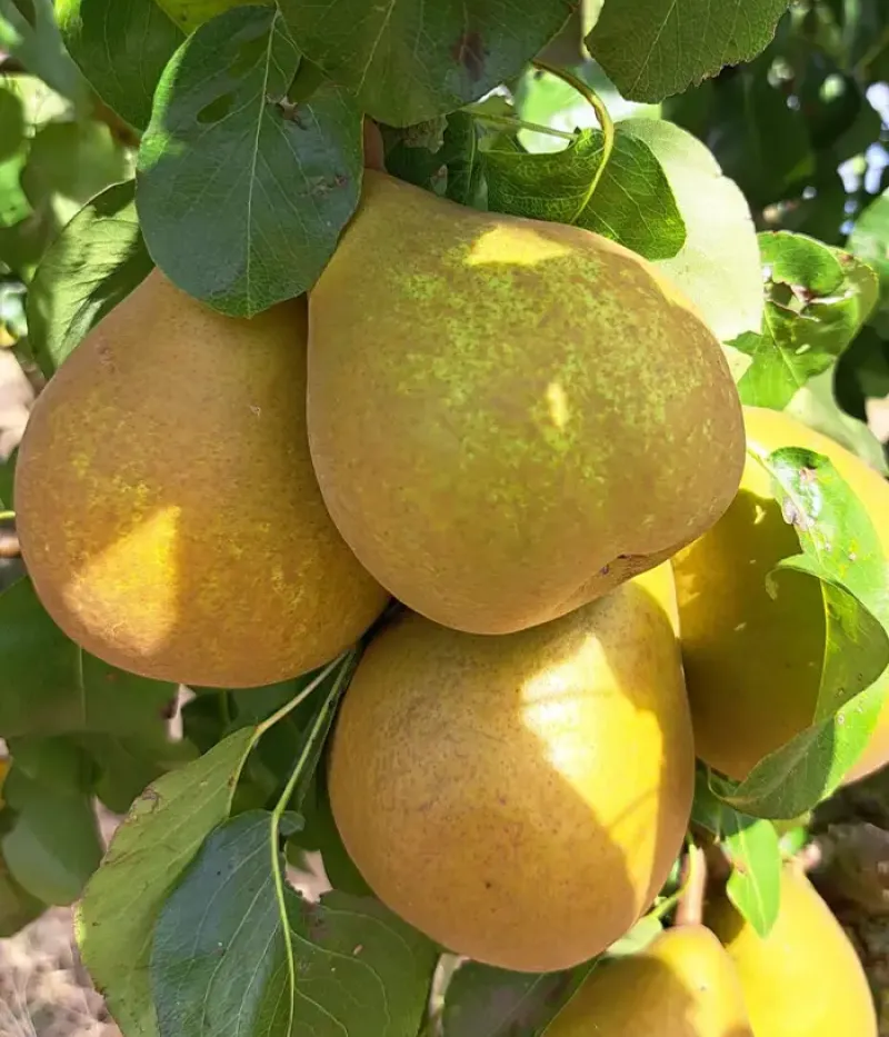 Birnenbaum  (Pyrus communis) HARDY VAJKÖRTE (Gellerts Butterbirne) - Tutifruti, s.r.o.