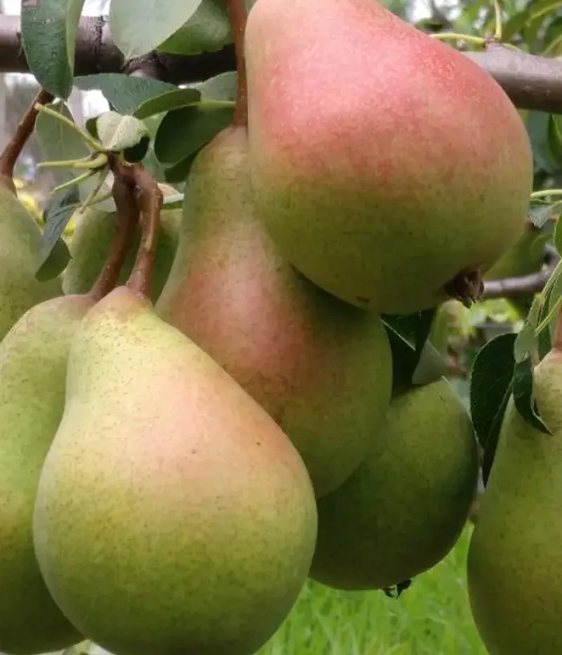 Birnenbaum  (Pyrus communis) HAYDEEA - Tutifruti, s.r.o.