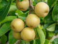 Nashi - Japanische Birnen