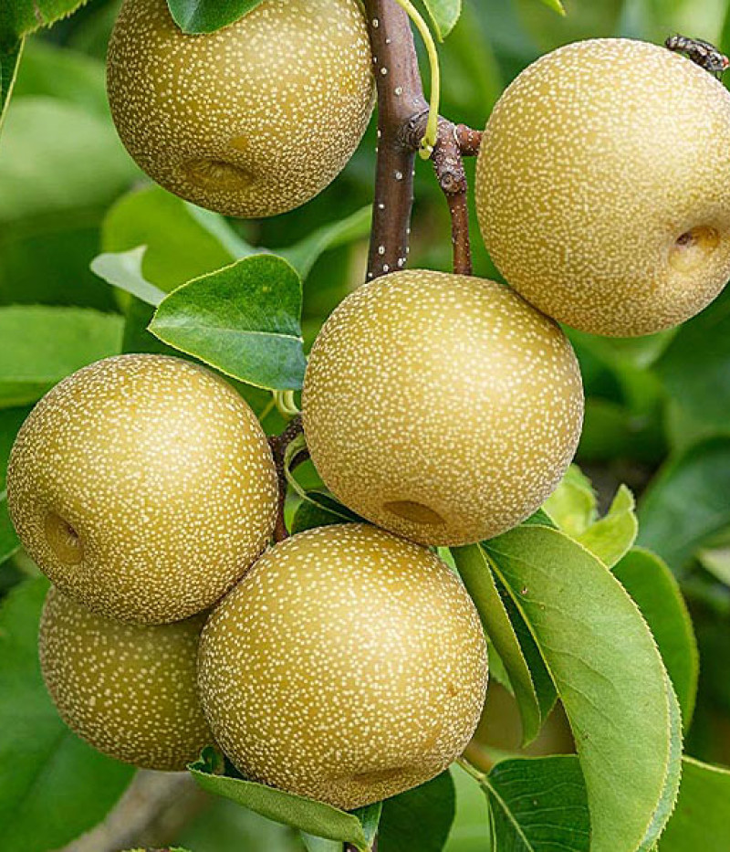 Nashi - Japanische Birnenbaum (Pyrus pyrifolia) HOSUI - Tutifruti SK