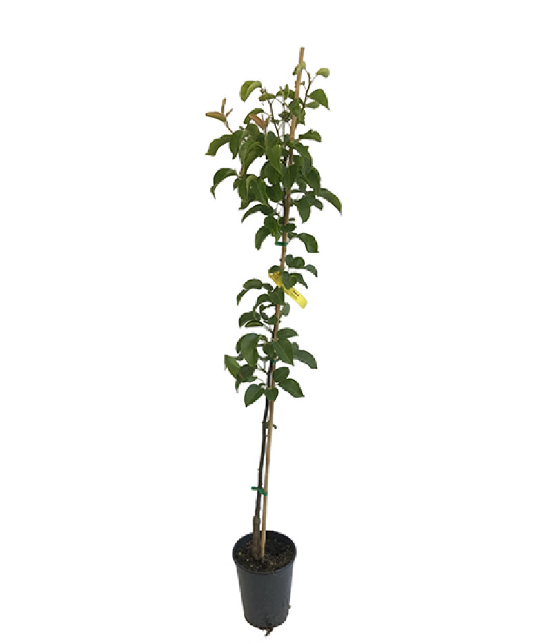 Nashi - Japanische Birnenbaum (Pyrus pyrifolia) HOSUI - Tutifruti SK