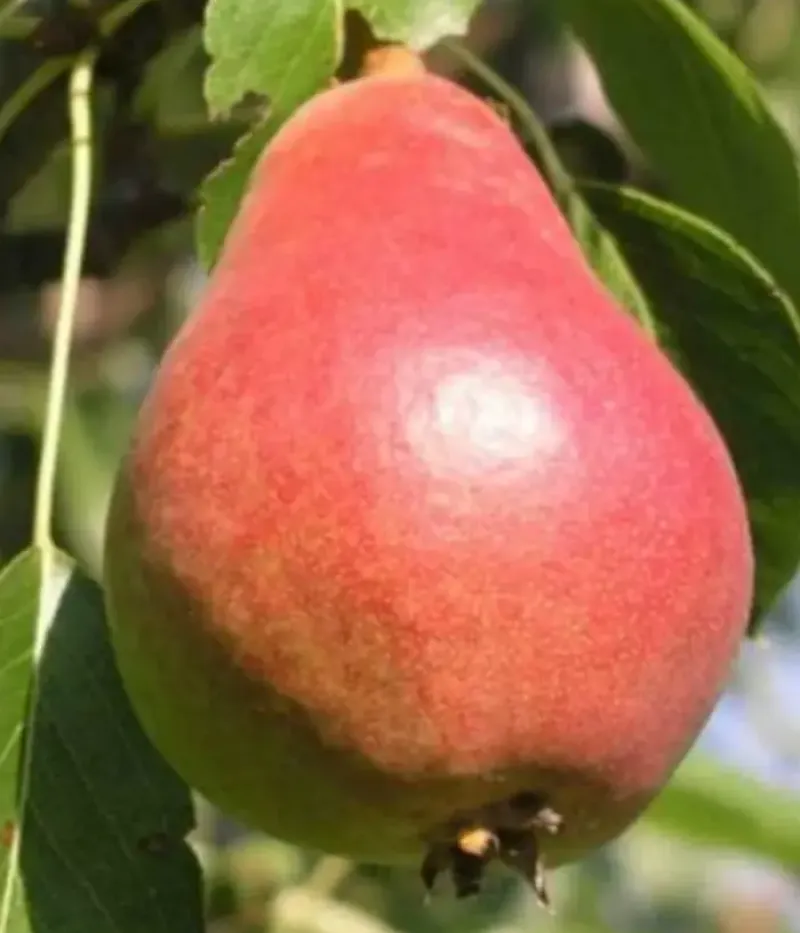 Birnenbaum  (Pyrus communis) LUKNA - Tutifruti, s.r.o.