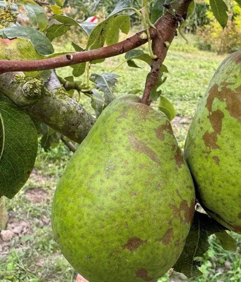 Birnenbaum  (Pyrus communis) DIELS BUTTERBIRNE (Beurré Diel) - Tutifruti, s.r.o.