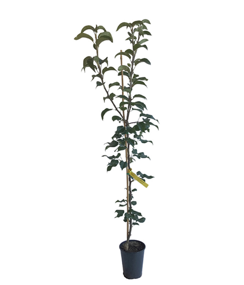 Nashi - Japanische Birnenbaum (Pyrus pyrifolia) NIJISSEIKI - Tutifruti SK