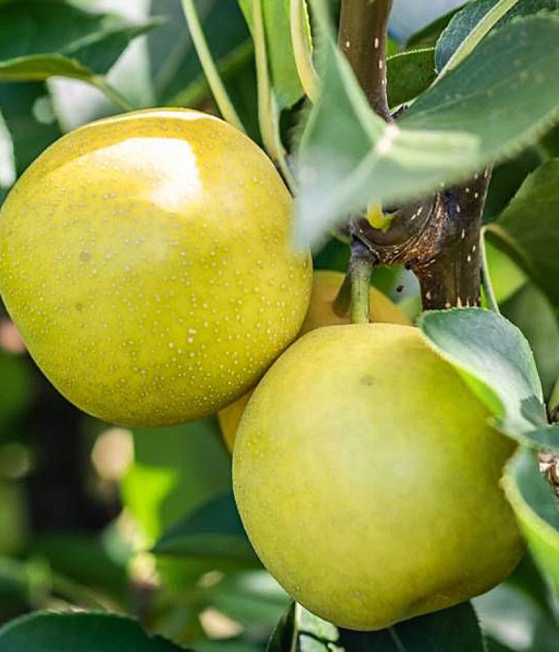 Nashi - Japanische Birnenbaum (Pyrus pyrifolia) NIJISSEIKI - Tutifruti SK