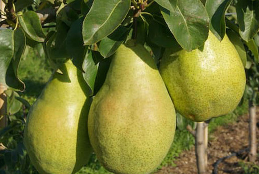 Svet hrušiek (1. diel): Sprievodca rodom Pyrus a jeho najlepšími druhmi | Blog