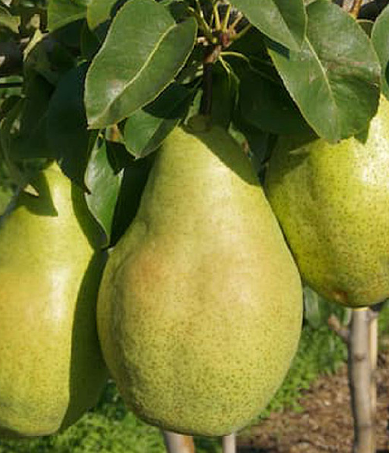 Hruška (Pyrus communis) NOJABRSKAJA - Tutifruti SK
