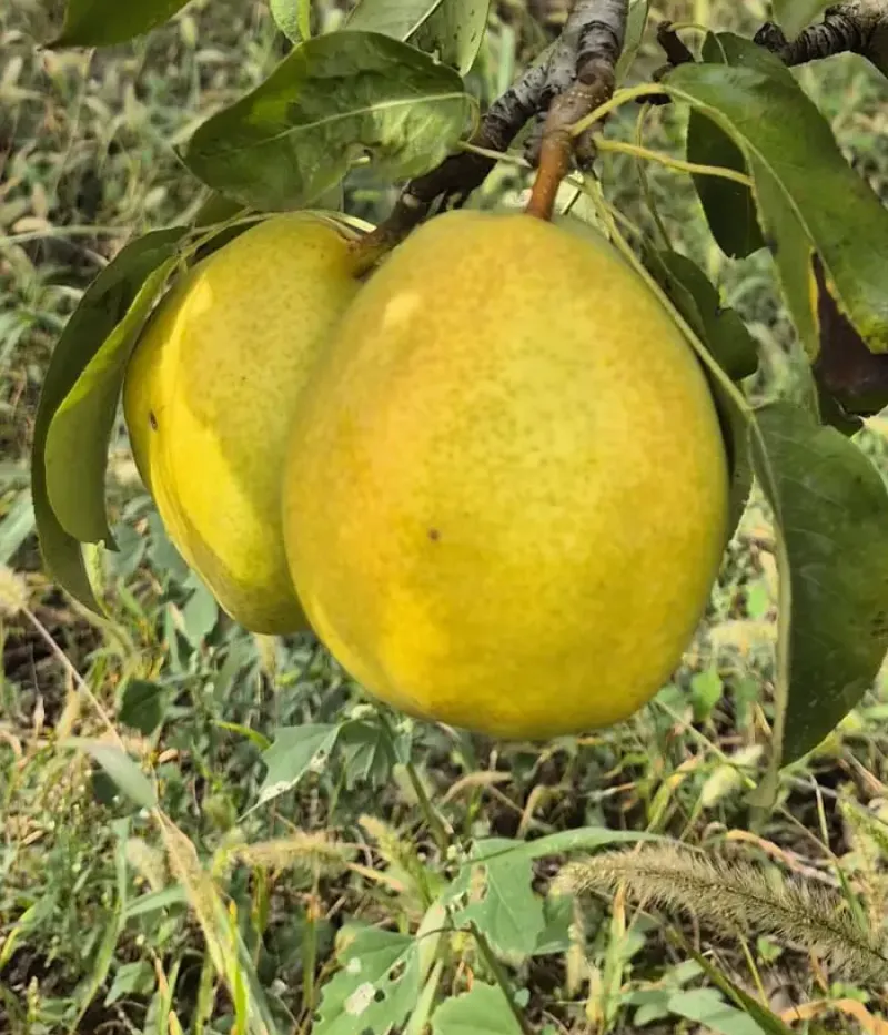 Birnenbaum  (Pyrus communis) ORIZONT - Tutifruti, s.r.o.