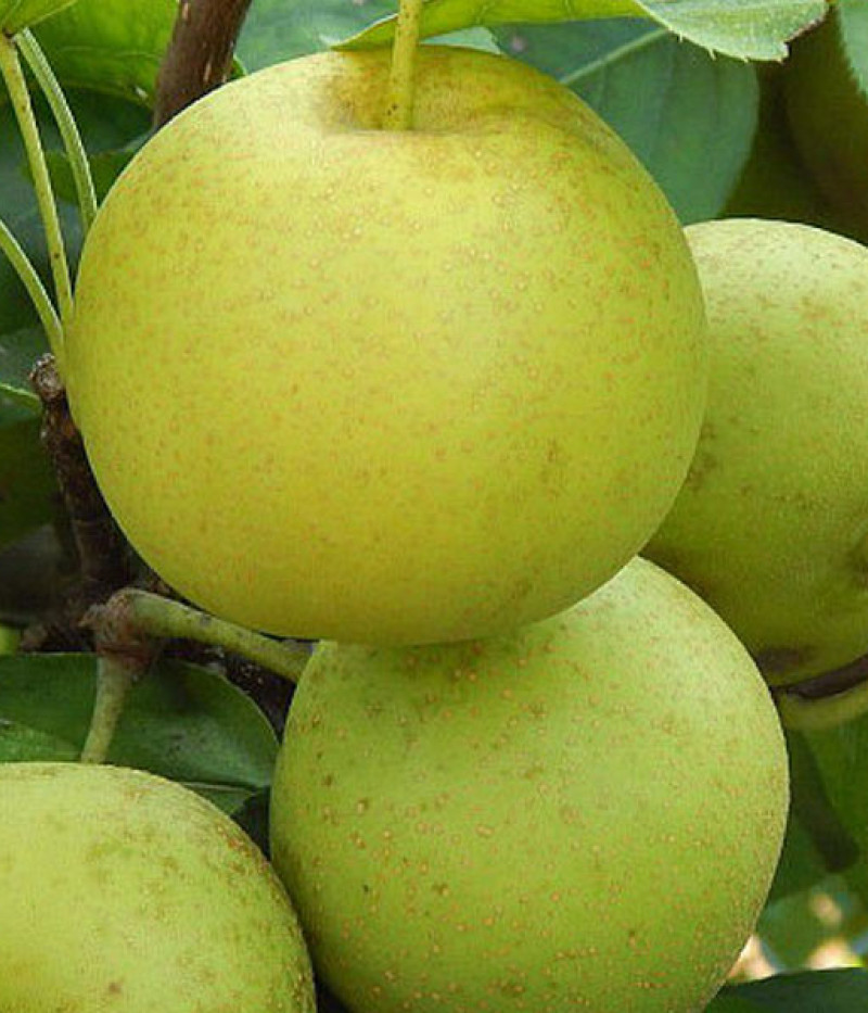 Nashi - Japanische Birnenbaum (Pyrus pyrifolia) SHINSEIKI - Tutifruti SK