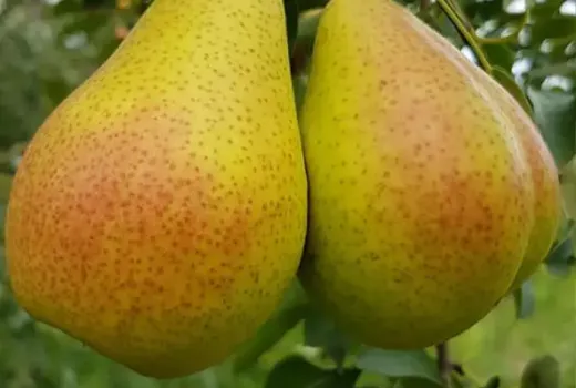 Nové hrušky 2026: Alka, Lukna a Triumf (Litva/Rumunsko)