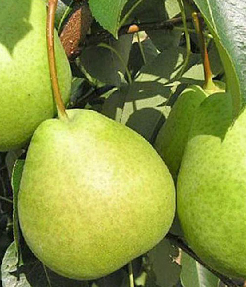 Nashi - Japonská hruška (Pyrus ussuriensis x Pyrus bretschneideri) TSU LI - Tutifruti SK