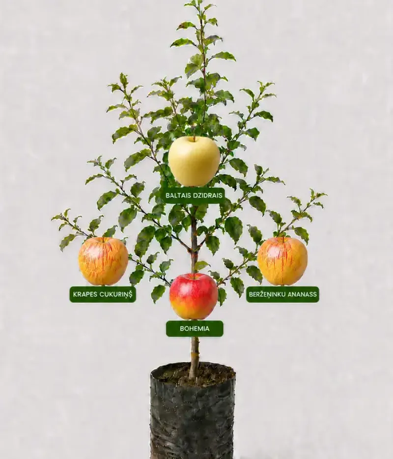 Familien-Apfelbaum (Malus domestica)  BALTAIS DZIDRAIS + KRAPES CUKURIŅŠ + BERŽEŅINKU ANANASS + BOHEMIA 26/1 - Tutifruti, s.r.o.