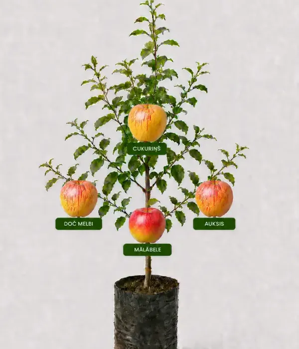 Familien-Apfelbaum (Malus domestica)  CUKURIŅŠ + DOČ MELBI + AUKSIS + MĀLĀBELE 26/12