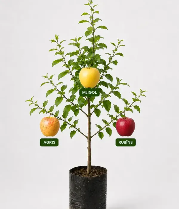 Familien-Apfelbaum (Malus domestica)  LIGOL + AGRIS + RUBĪNS 26/2