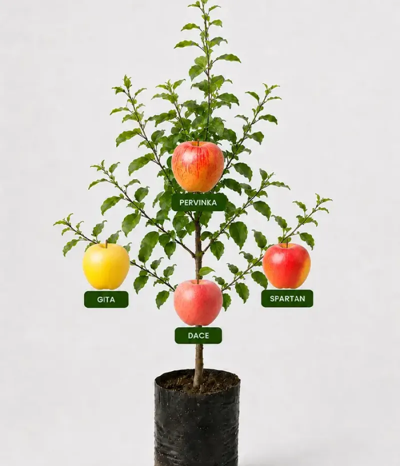 Familien-Apfelbaum (Malus domestica) PERVINKA + GITA + DACE + SPARTAN 26/20 - Tutifruti, s.r.o.