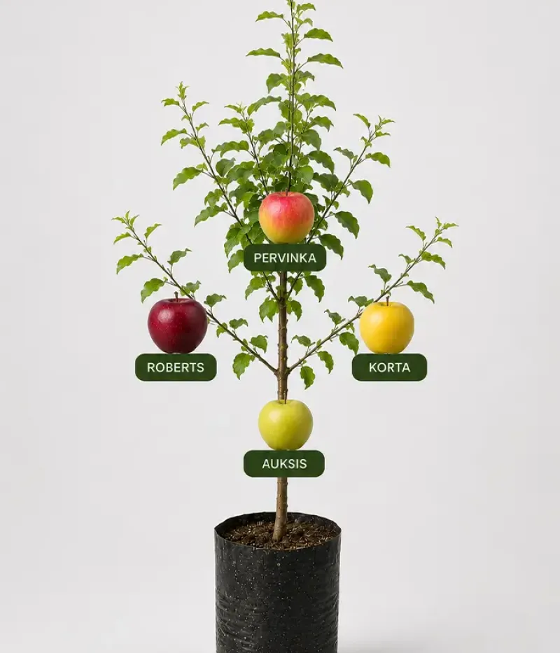 Family Apple Tree (Malus domestica) KORTA + ROBERTS + PERVINKA + AUKSIS - Tutifruti, s.r.o.