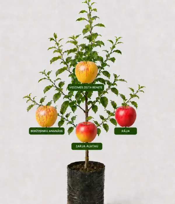 Rodinná multi-jabloň (Malus domestica) BERŽEŅINKU ANANĀSS + VIDZEMES ZELTA RENETE + RĀJA + ZARJA ALATAU 26/23