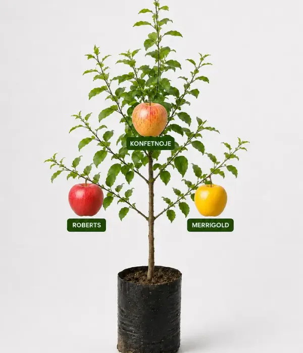 Rodinná multi-jabloň (Malus domestica) KONFETNOJE + ROBERTS + MERRIGOLD 26/25