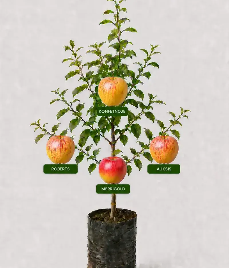 Rodinná multi-jabloň (Malus domestica)  KONFETNOJE + ROBERTS + AUKSIS + MERRIGOLD 26/25 - Tutifruti, s.r.o.