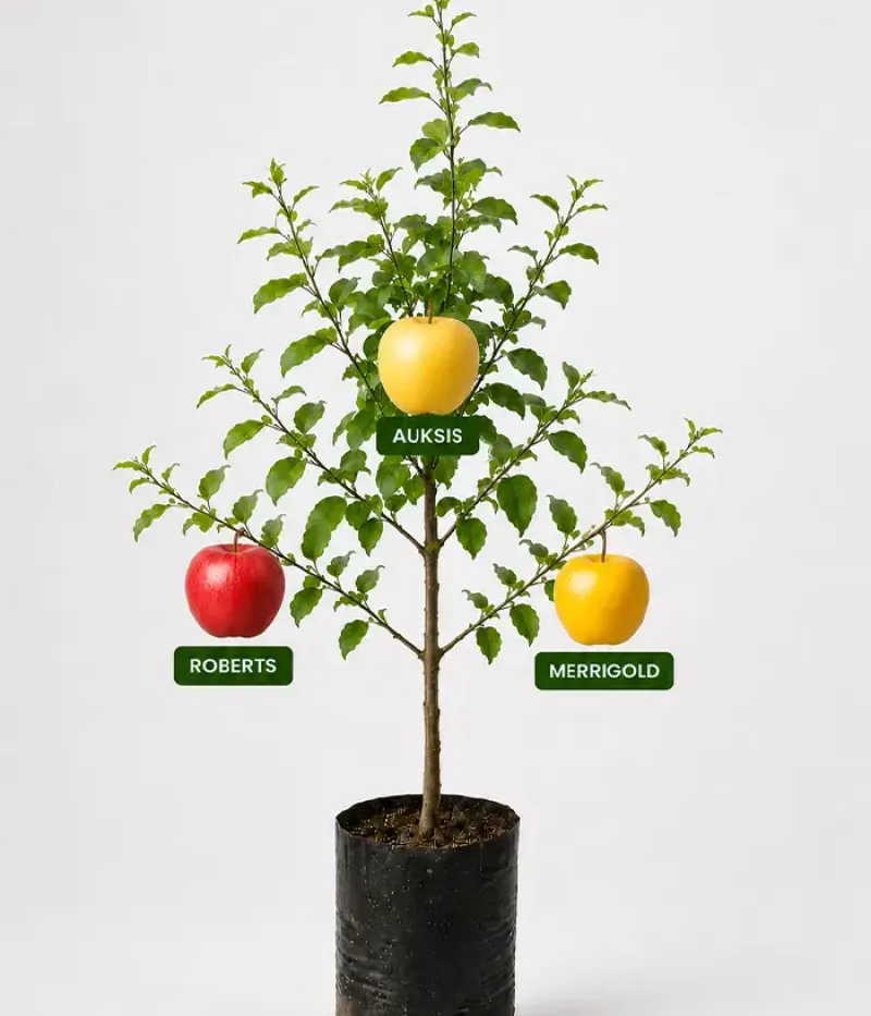 Familien-Apfelbaum (Malus domestica)  ROBERTS + AUKSIS + MERRIGOLD 26/25 - Tutifruti, s.r.o.