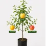 Rodinná multi-jabloň (Malus domestica) MERRIGOLD + AUKSIS + RĪGAS ROŽĀBELE 26/4