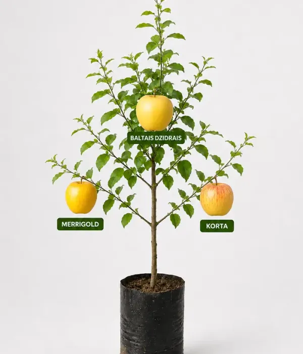 Rodinná multi-jabloň (Malus domestica) MERRIGOLD + BALTAIS DZIDRAIS + KORTA 26/5