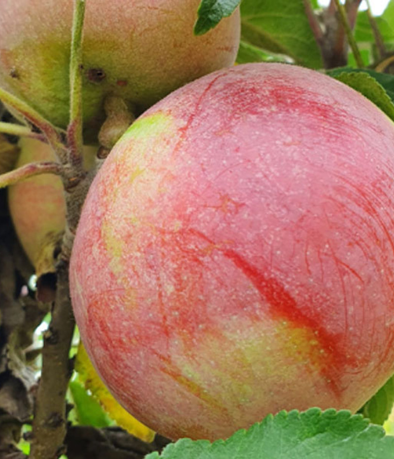 Apple tree (Malus domestica) ANDA - Tutifruti, s.r.o. (SK)