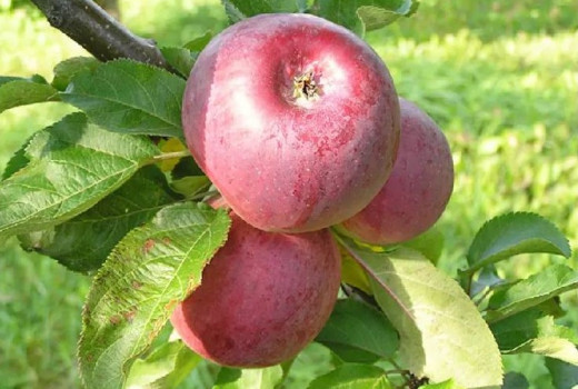 Exkluzívna premiéra: Odhalenie raritných jabloní, ktoré ešte nemajú ani meno!