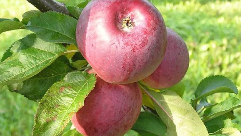 Exklusive Premiere: Enthüllung seltener Apfelbäume, die noch nicht einmal einen Namen haben!