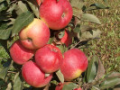 Apfelbaum (Malus domestica) BAIBA - Tutifruti, s.r.o. (SK)