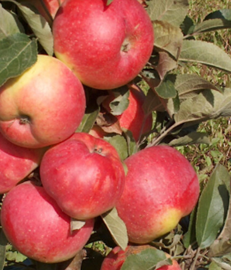 Apfelbaum (Malus domestica) BAIBA - Tutifruti, s.r.o. (SK)