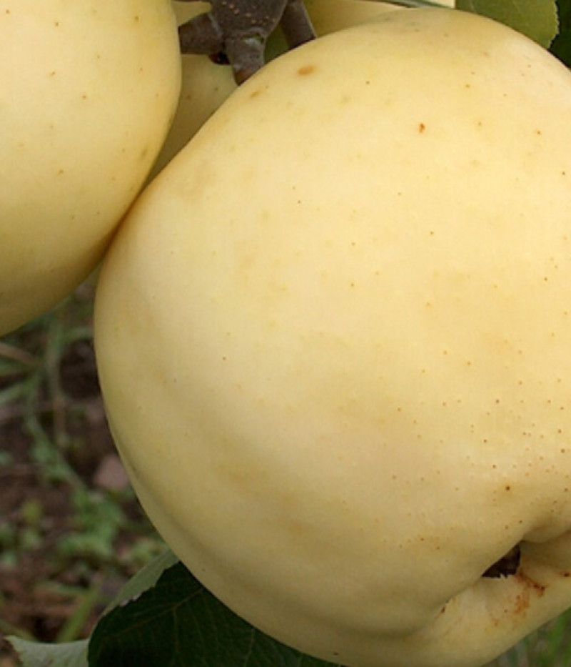 Apfelbaum (Malus domestica) BALTAIS DZIDRAIS - Tutifruti, s.r.o. (SK)
