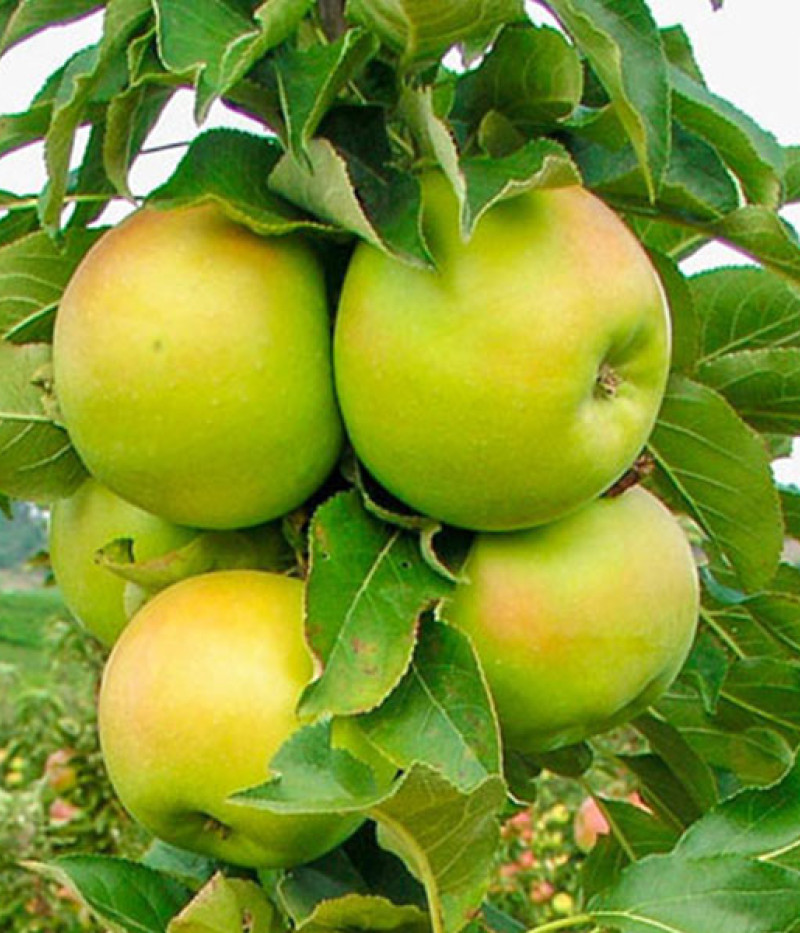 Säulenapfel (Malus x domestica) BOLERO - Tutifruti, s.r.o.