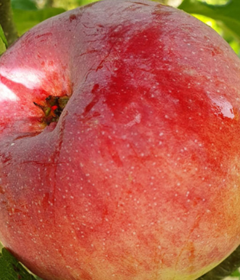 Apfelbaum (Malus domestica) CIEPA - Tutifruti, s.r.o. (SK)