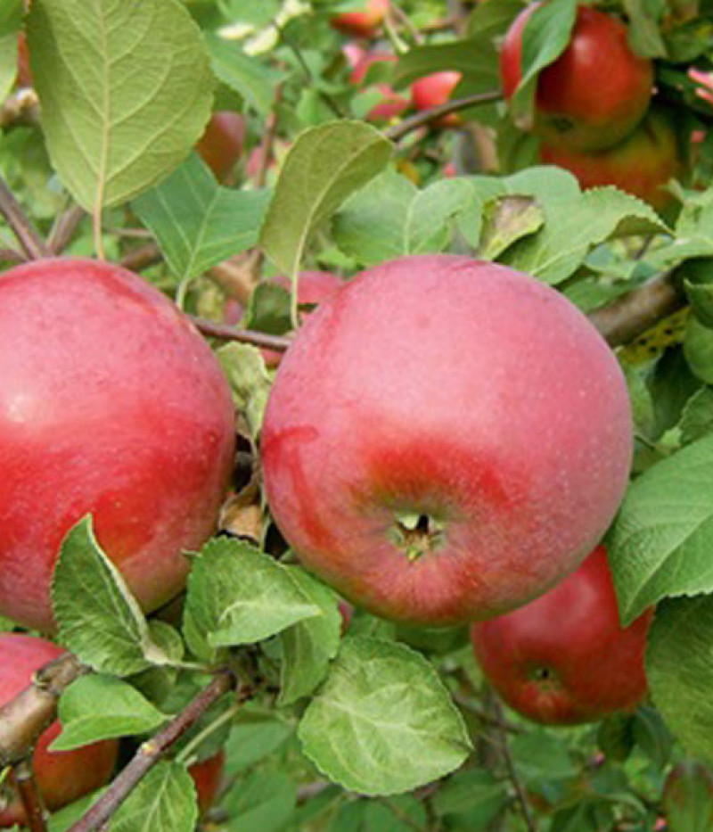 Apfelbaum (Malus domestica) DACE - Tutifruti, s.r.o. (SK)