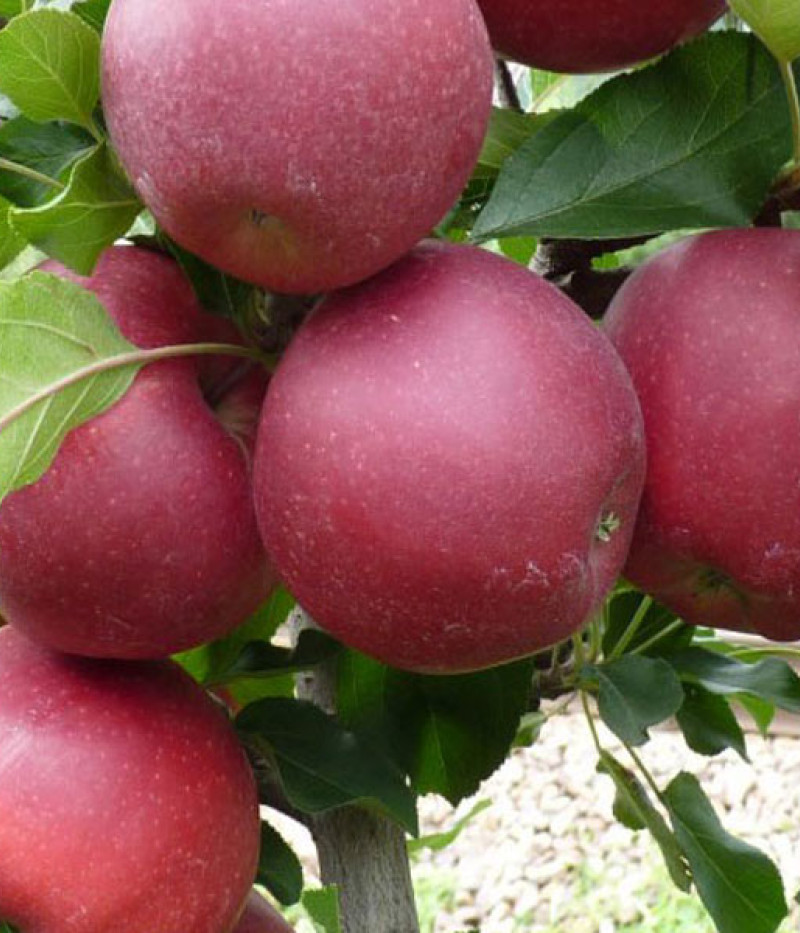 Apfel (Malus domestica) GALA DARK ANN - Tutifruti SK