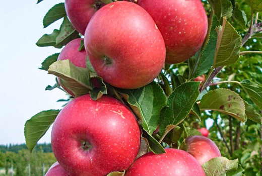 Jablone Antonovka, Baya Marisa a ďalší: Predstavujeme odolnosť a chuť (1. diel)