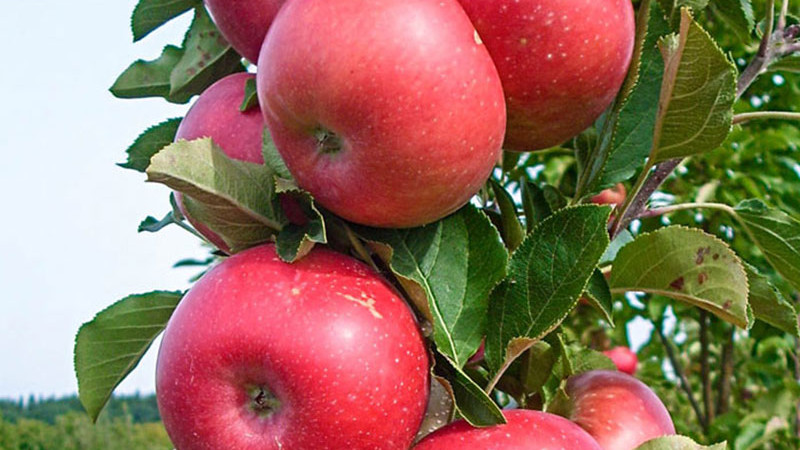 Apfelbäume Antonovka, Baya Marisa und andere: Wir stellen Widerstandsfähigkeit und Geschmack vor (Teil 1)