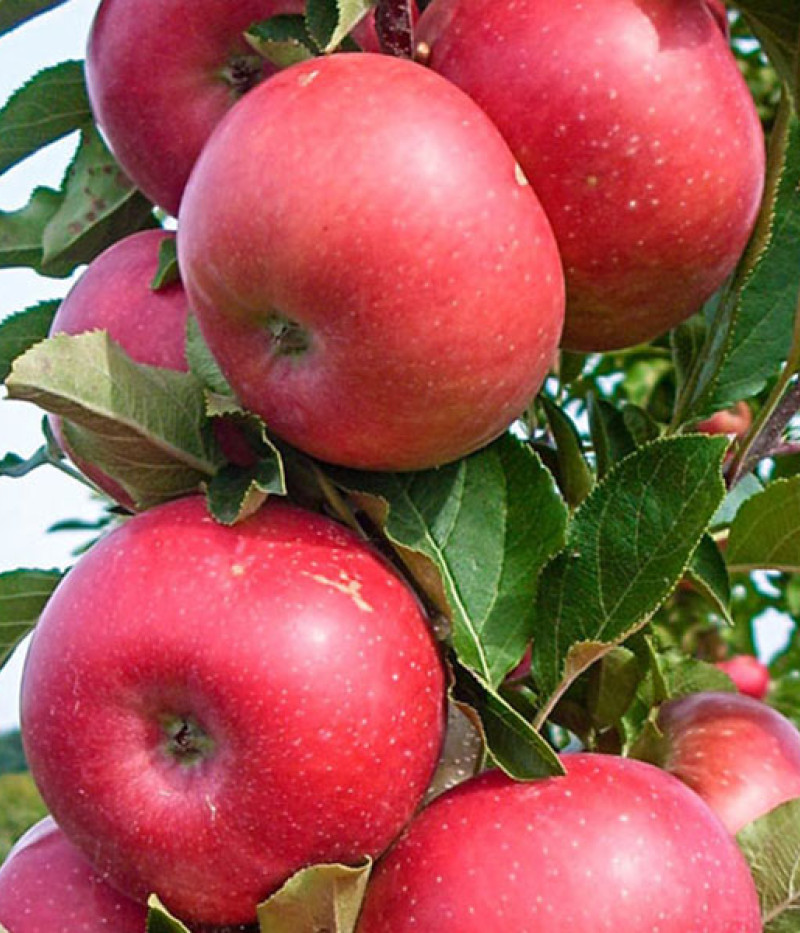 Säulenapfel (Malus x domestica) FLAMENCO - Tutifruti, s.r.o.