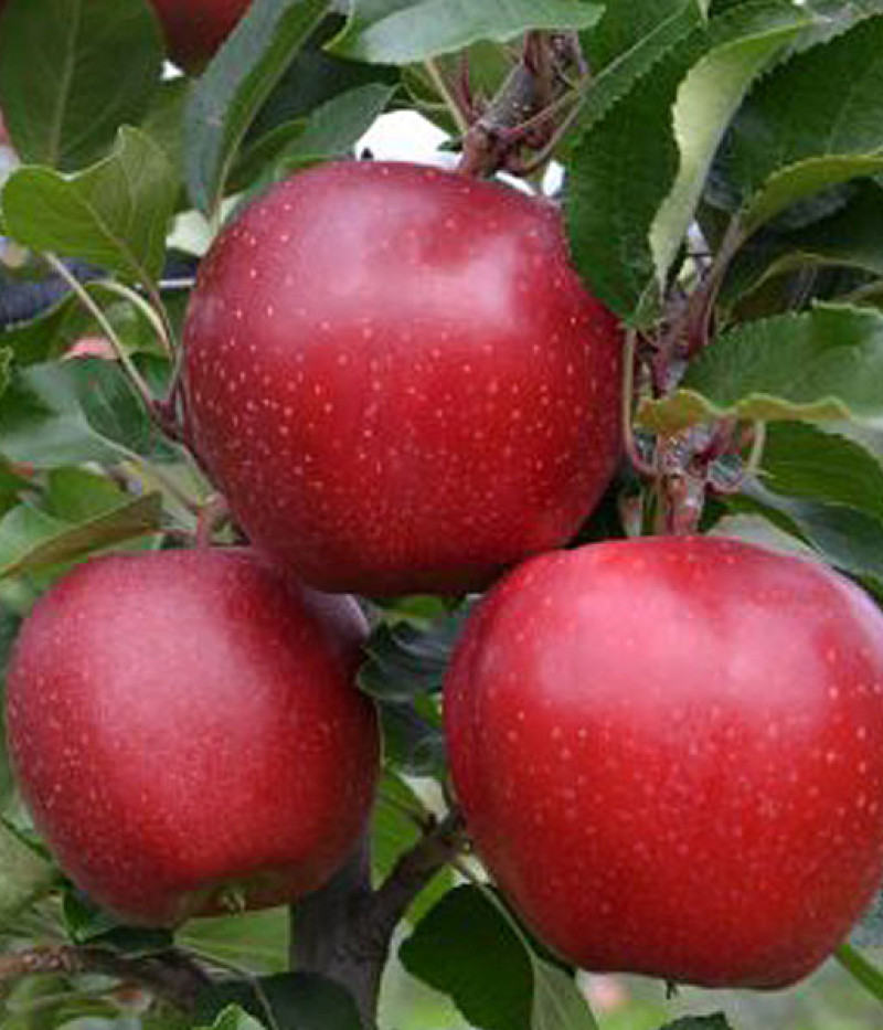 Apfel (Malus domestica) GALA SCHNIGA SCHNICO - Tutifruti SK