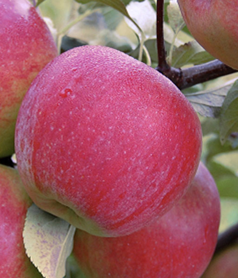 Apfelbaum (Malus domestica) GITA - Tutifruti, s.r.o. (SK)
