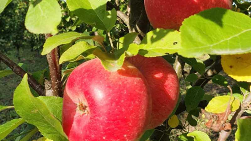 Von Sanddünen bis zu den siebenbürgischen Hügeln: Vier Säulen der rumänischen Agrarforschung