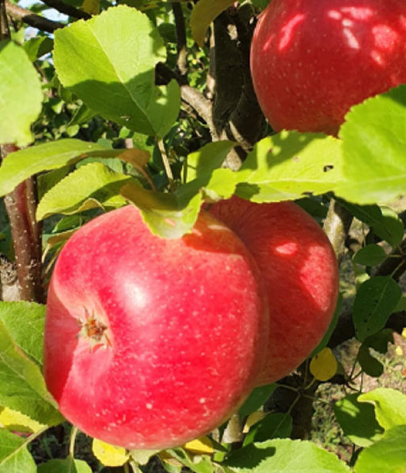 Apfelbaum (Malus domestica) H-12-05-20 - Tutifruti, s.r.o.