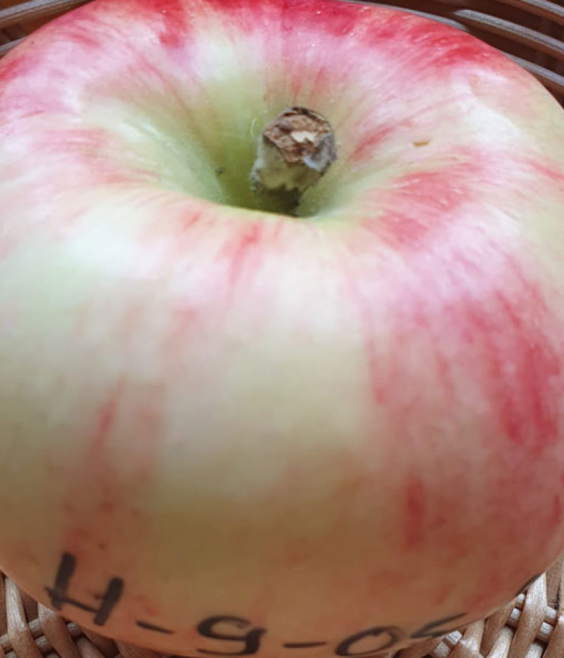 Apfelbaum (Malus domestica) H-9-05-29 - Tutifruti, s.r.o.